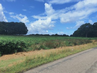 Richmond Park being rudely summery under a blue sky